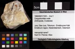 Foto (Objket + Etiketten) von Cengodromites ovale 